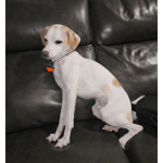 Whippet Dog Mixed Breeds: Discover Unique Companions