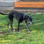 Whippet Dogs for Adoption: Find Your Perfect Companion