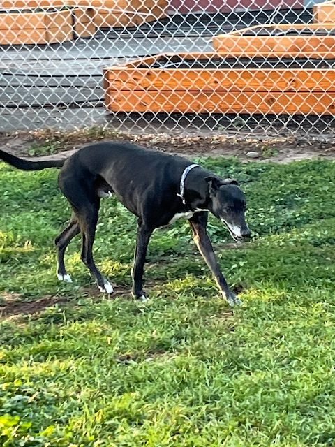 Whippet Dogs for Adoption: Find Your Perfect Companion