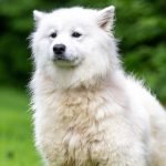 White Dog Breeds Samoyed: Discover Their Charm