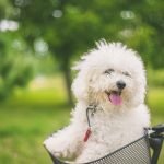 White Dogs Breeds: Discover Stunning Canine Companions