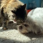 Why Does My Cat Groom My Dog: Unveiling Feline Behavior