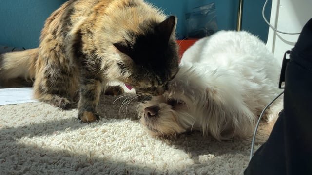 Why Does My Cat Groom My Dog: Unveiling Feline Behavior