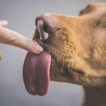 Why Does My Dog Groom Me: Unraveling Canine Affection