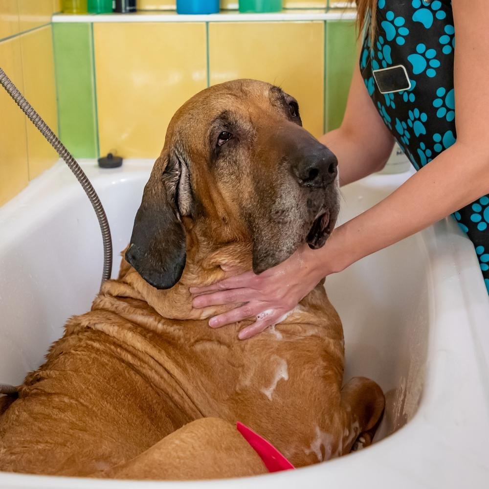 Why is My Potty-Trained Dog Suddenly Peeing Indoors?