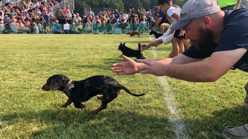 Wiener Dog Training: Master Techniques for Success