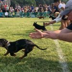 Wiener Dog Training: Master Techniques for Success