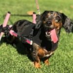 Wiener Dogs Health Problems: Essential Care Guide