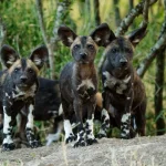 Wild Dog Breeds: Discover the Fiercest Canine Companions