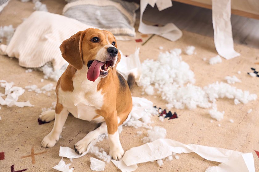 Will Renters Insurance Cover Dogs: Essential Insights