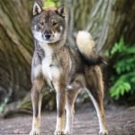 Wolf Hybrid Dog Breeds: Discover Majestic Companions