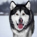 Wolf Looking Dog Breeds: Discover Majestic Canine Companions