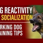 Working Dog Training: Master Techniques for Success