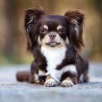 Worst Dog Breeds for Seniors: Avoid These Troublemakers