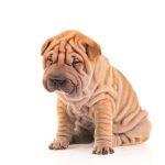 Wrinkly Dog Breeds: Adorable Companions with Unique Charm