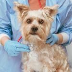 Yorkie Dog Health Issues: Essential Care Tips