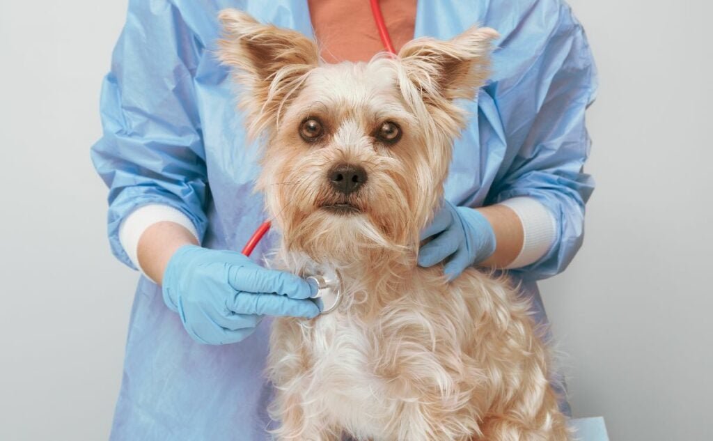 Yorkie Dog Health Issues: Essential Care Tips