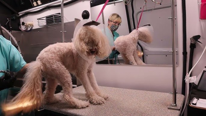 You Tube Dog Grooming: Tips for Flawless Fur Care