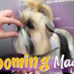 Youtube How to Groom a Dog: Expert Tips & Tricks