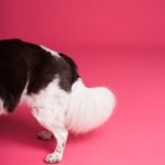 A Cut above Dog Grooming: Elevate Your Pet’s Style