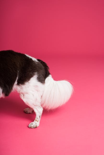 A Cut above Dog Grooming