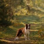 Abnormal Dog Behaviour: Unraveling Canine Mysteries