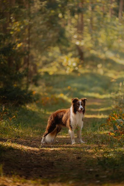 Abnormal Dog Behaviour: Unraveling Canine Mysteries