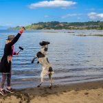 Activities to Do With Dog: Unleash Fun Adventures
