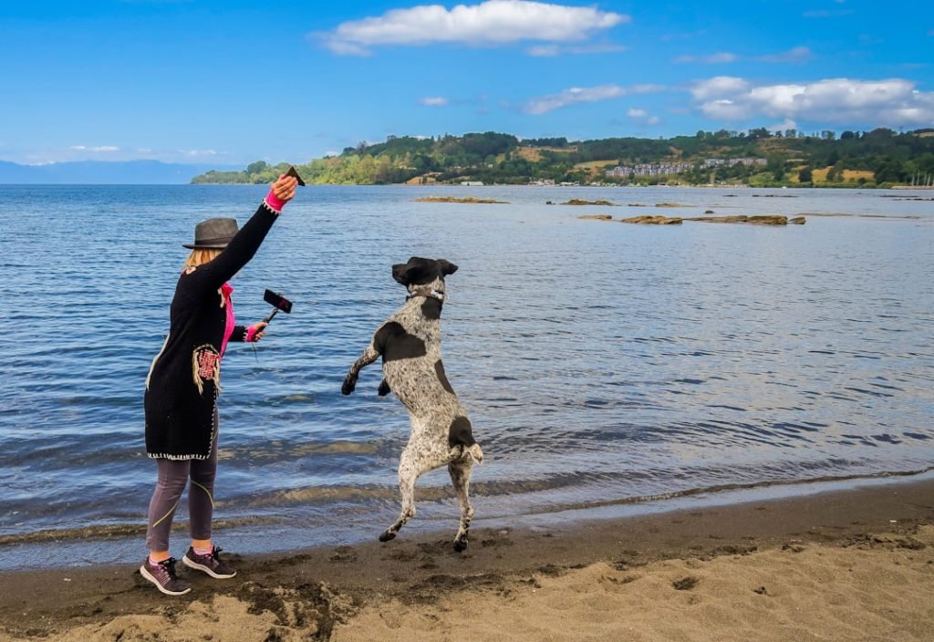 Activities to Do With Your Dog: Fun Adventures Await