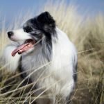 Adding Fiber to Dogs Diet: Boost Health & Vitality