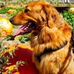 Adding Pumpkin to Dogs Diet: Boost Health Naturally