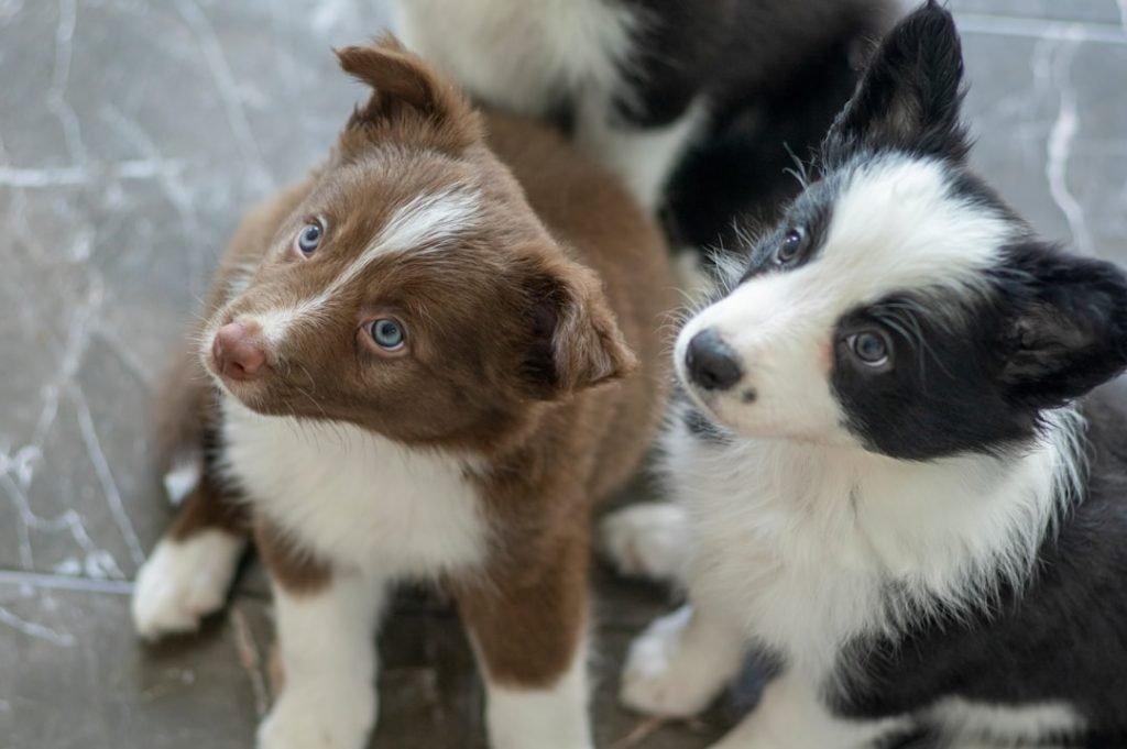 Adopting Puppies Vs Adult Dogs: Which is Best?