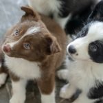 Adopting Puppies Vs Adult Dogs: Which is Best?