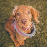 Affordable Dog Training: Transform Your Pup on a Budget