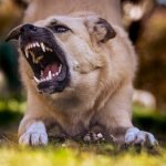 Aggressive Dog Insurance: Protect Your Pet and Finances