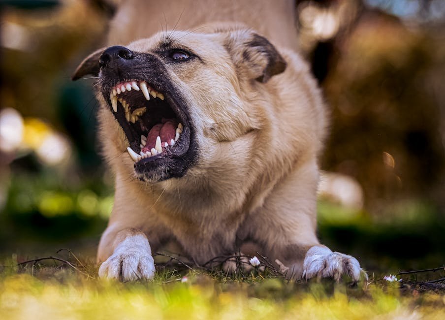 Aggressive Dog Insurance: Protect Your Pet and Finances