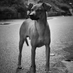 Allstate Homeowners Insurance Dog Breed Restrictions: Essential Guide