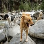 Alpha Dog Behaviour: Mastering Pack Leadership