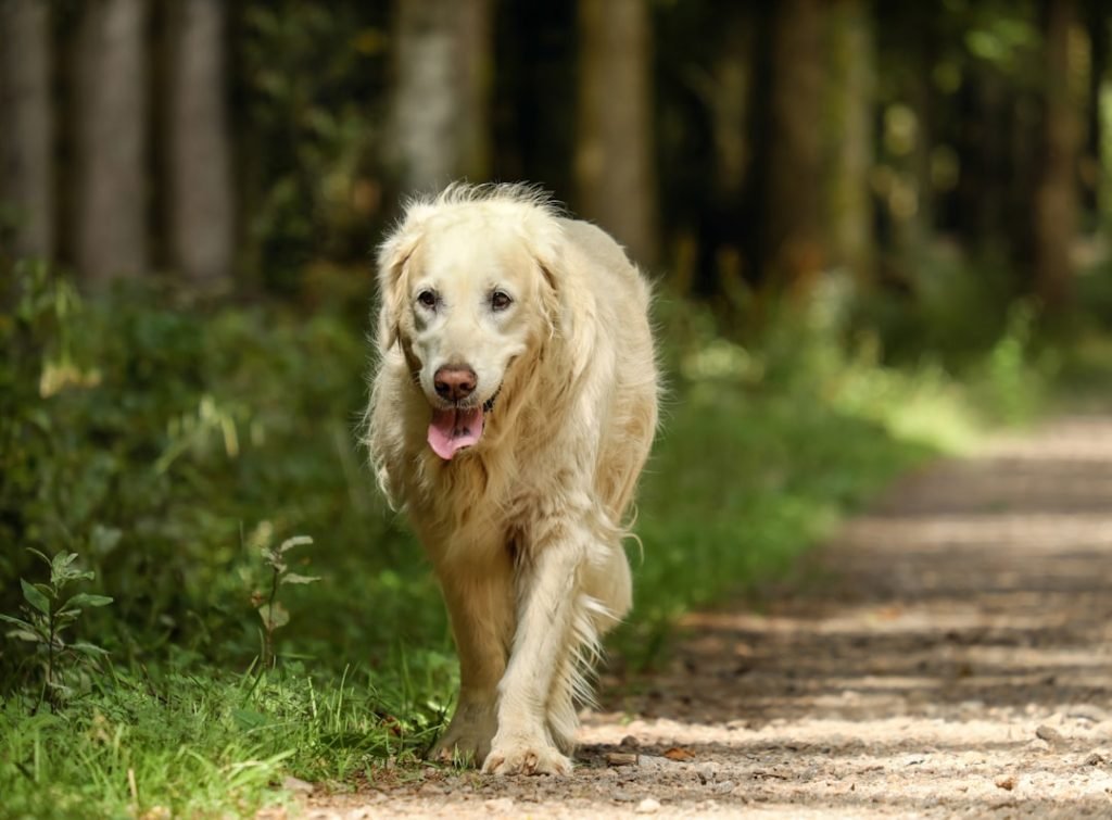 Alt Activity in Dogs: Unveiling Vital Health Insights