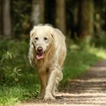 Alt Activity in Dogs: Unveiling Vital Health Insights