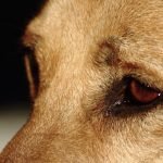 American Bully Dog Health Problems: Essential Insights