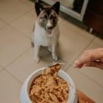 American Eskimo Dog Diet: Essential Nutrition Tips