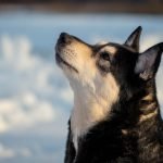 American Eskimo Dog Health Problems: Vital Insights