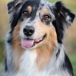 American Family Insurance Dog Breed Restrictions: Know Your Policy