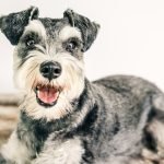 Animal Kingdom Dog Grooming: Transform Your Pet Today!