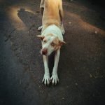 Aspca Free Pet Insurance for Dogs: Secure Your Pup’s Health