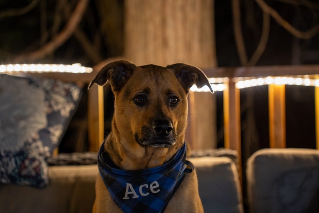 Atticus Dog Rescue Adoption: Find Your Forever Friend