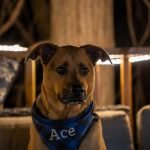 Atticus Dog Rescue Adoption: Find Your Forever Friend