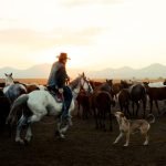 Australian Cattle Dog Breeder: Ultimate Guide for Owners