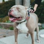 Average Cost of Dog Training: A Complete Breakdown